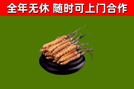 饶河县烟酒回收冬虫夏草.jpg